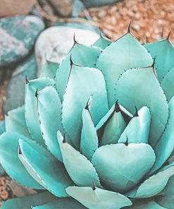 Colorful Succulent Rocks Paint By Numbers