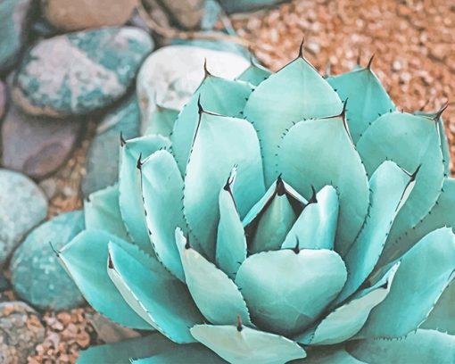 succulent-near-rocks-paint-by-number