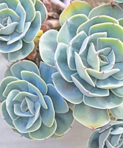 Floral Succulents Paint By Numbers