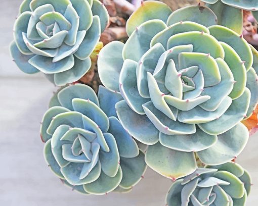 succulents-paint-by-number