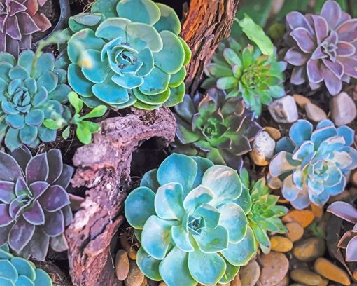 succulents-plants-paint-by-numbers