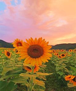 Aesthetic Sunflower Nature Paint By Numbers