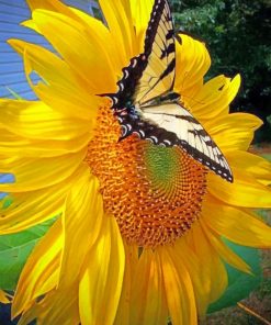 Sunflower and Butterfly Paint By Numbers