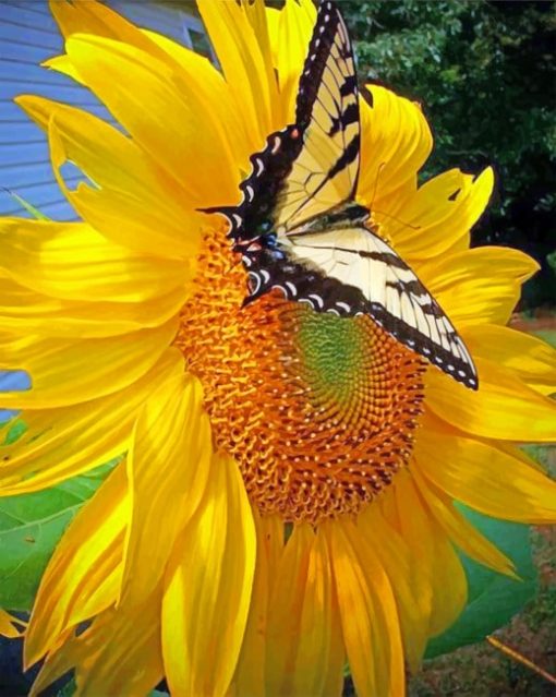 sunflower-and-butterfly-paint-by-number