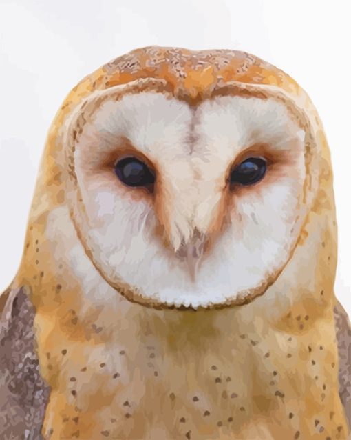 tawny-owl-adult-paint-by-numbers