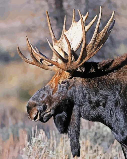 teton-Moose-head-paint-by-number