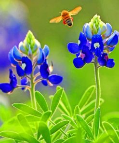 Texas Wildflower Experience Paint By Numbers