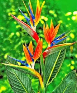 Bird Of Paradise Flower Paint By Numbers