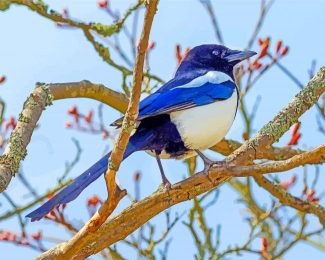 Magpie Bird Paint By Numbers