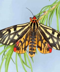 Tiger Moth Insects Paint By Numbers