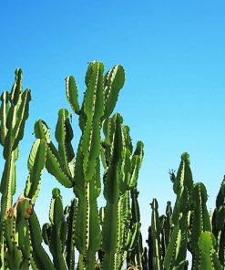 Beautiful Cactus Plant Paint By Numbers