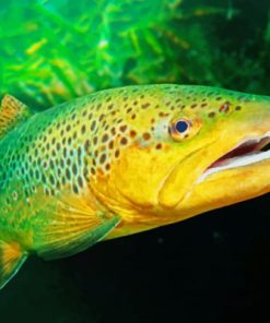 Trout Fish Wonders Paint By Numbers