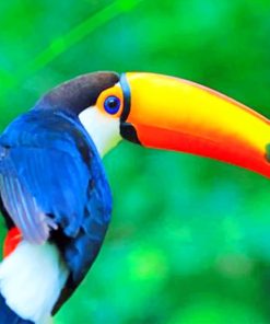Colorful Toucan Adventure Paint By Numbers