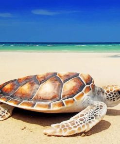 Turtle on a Sunny Beach Paint By Numbers