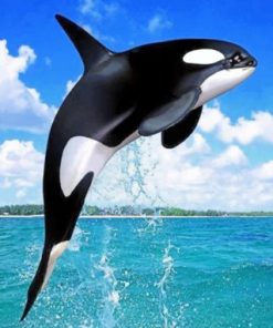 Orca Paint By Numbers
