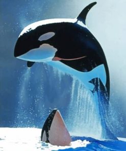 Majestic Killer Whale Paint By Numbers