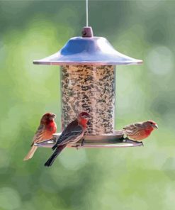 Optimal Spots to Hang Bird Seed Feeders Paint By Numbers