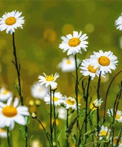 White Daisies Field Paint By Numbers