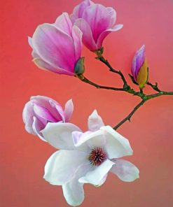 Pink Magnolia Delight Paint By Numbers