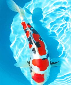 Red and White Koi Fish Paint By Numbers