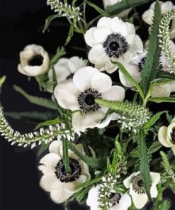 White Anemone Flowers Paint By Numbers