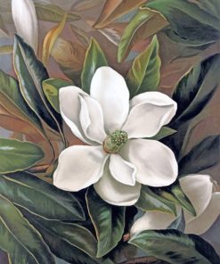 Magnolia Blossom Paint By Numbers