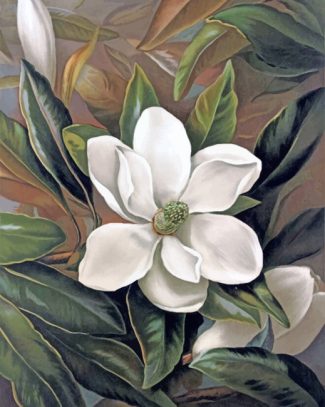 Magnolia Blossom Paint By Numbers