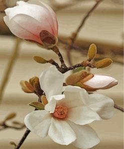 White Magnolia Blooms Paint By Numbers