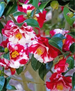 Camellia Blossom Paint By Numbers