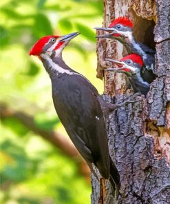 Majestic Woodpeckers Paint By Numbers