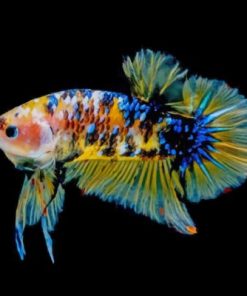Yellow Betta Fish Fighter Paint By Numbers
