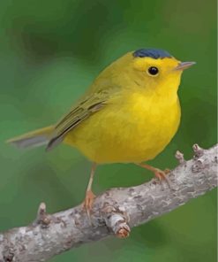 Canary Bird Art Paint By Numbers
