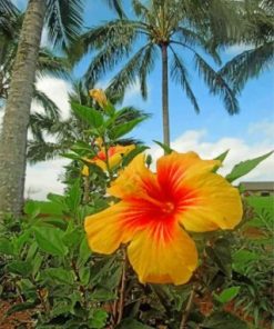 Hibiscus Flower Paint By Numbers
